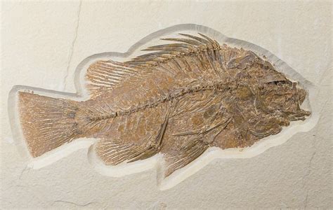 fish fossils for sale